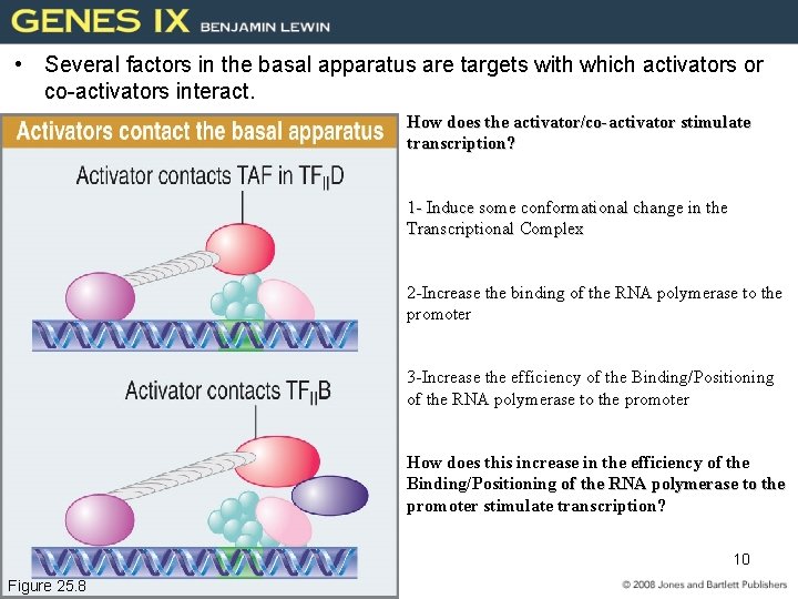  • Several factors in the basal apparatus are targets with which activators or