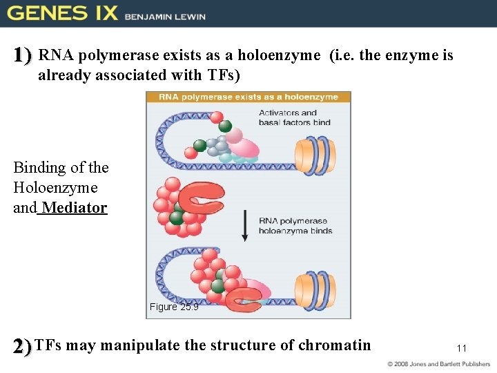 1) RNA polymerase exists as a holoenzyme (i. e. the enzyme is already associated