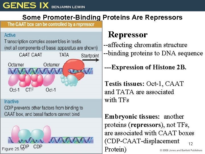 Some Promoter-Binding Proteins Are Repressors Repressor Repression is usually achieved by affecting chromatin structure.