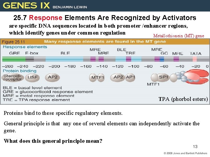 25. 7 Response Elements Are Recognized by Activators are specific DNA sequences located in