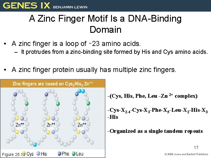 A Zinc Finger Motif Is a DNA-Binding Domain • A zinc finger is a