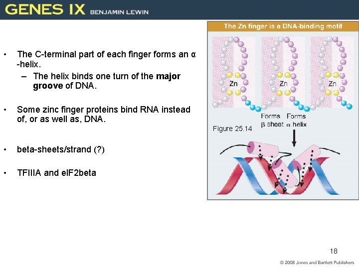  • The C-terminal part of each finger forms an α -helix. – The