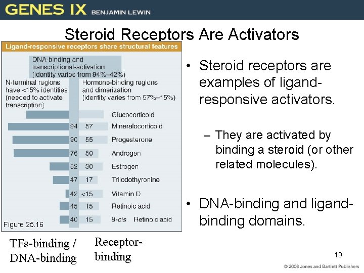 Steroid Receptors Are Activators • Steroid receptors are examples of ligandresponsive activators. – They