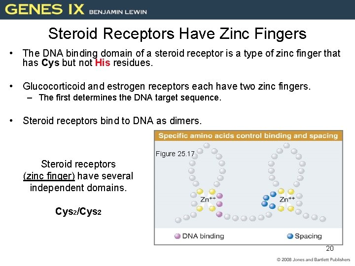 Steroid Receptors Have Zinc Fingers • The DNA binding domain of a steroid receptor