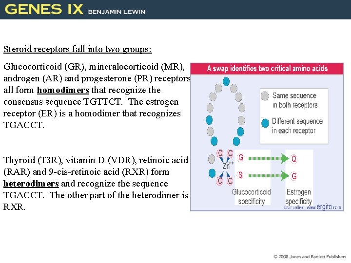 Steroid receptors fall into two groups: Glucocorticoid (GR), mineralocorticoid (MR), androgen (AR) and progesterone