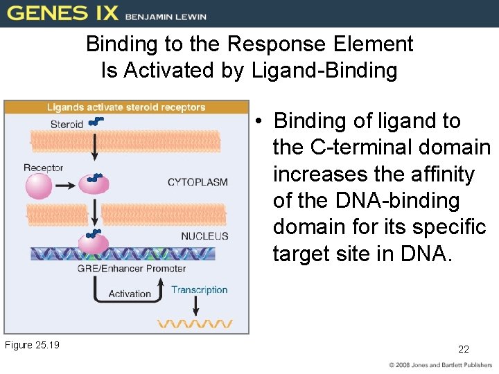 Binding to the Response Element Is Activated by Ligand-Binding • Binding of ligand to