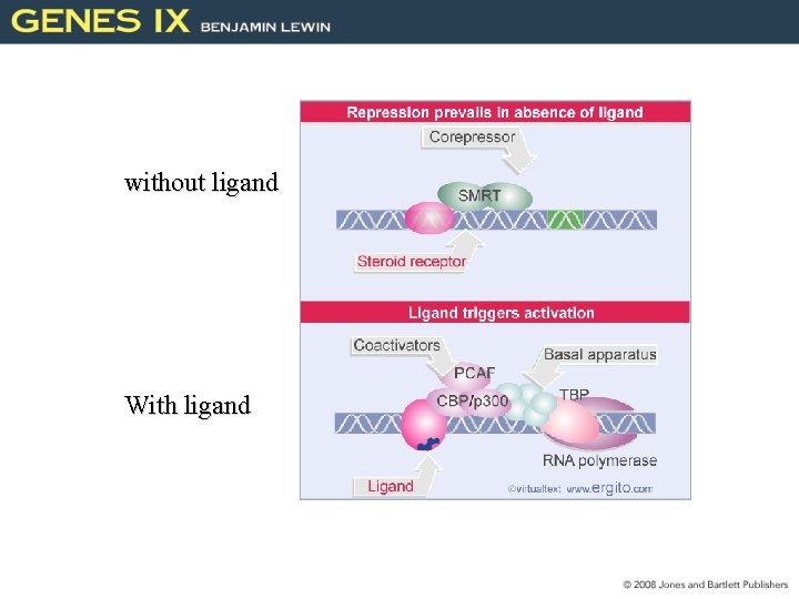 without ligand With ligand 