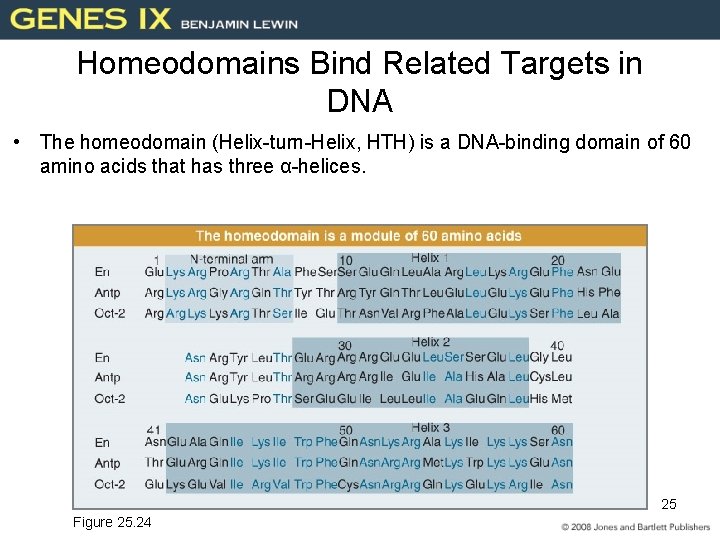 Homeodomains Bind Related Targets in DNA • The homeodomain (Helix-turn-Helix, HTH) is a DNA-binding