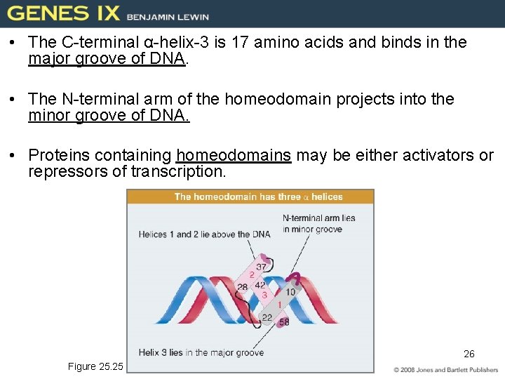  • The C-terminal α-helix-3 is 17 amino acids and binds in the major