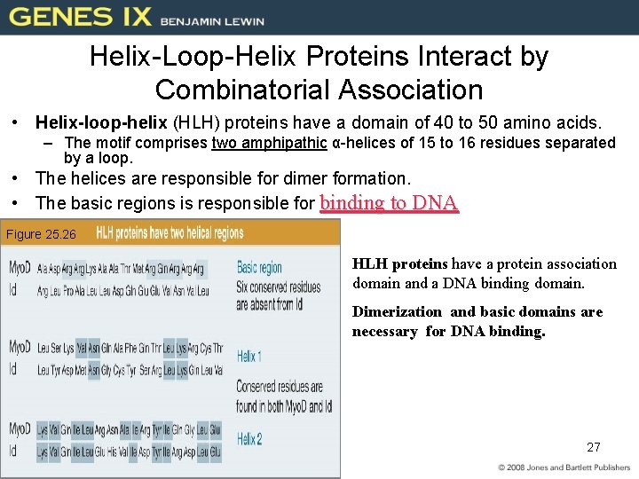 Helix-Loop-Helix Proteins Interact by Combinatorial Association • Helix-loop-helix (HLH) proteins have a domain of