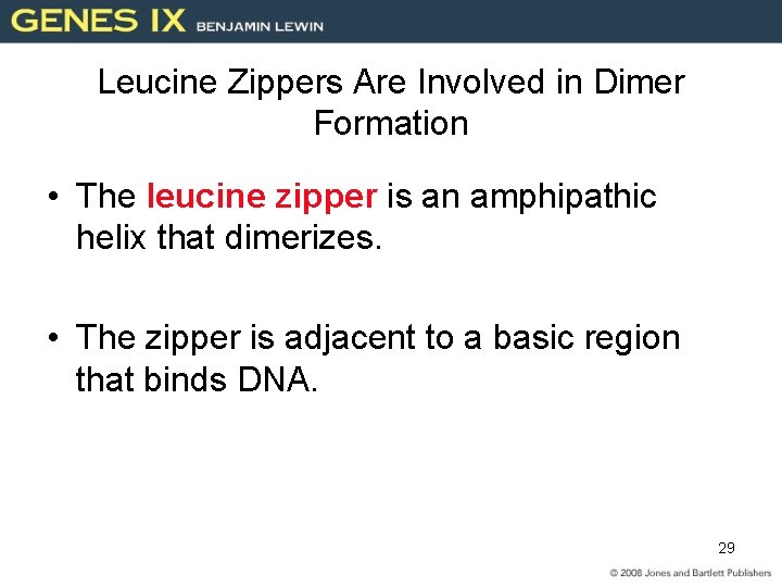Leucine Zippers Are Involved in Dimer Formation • The leucine zipper is an amphipathic