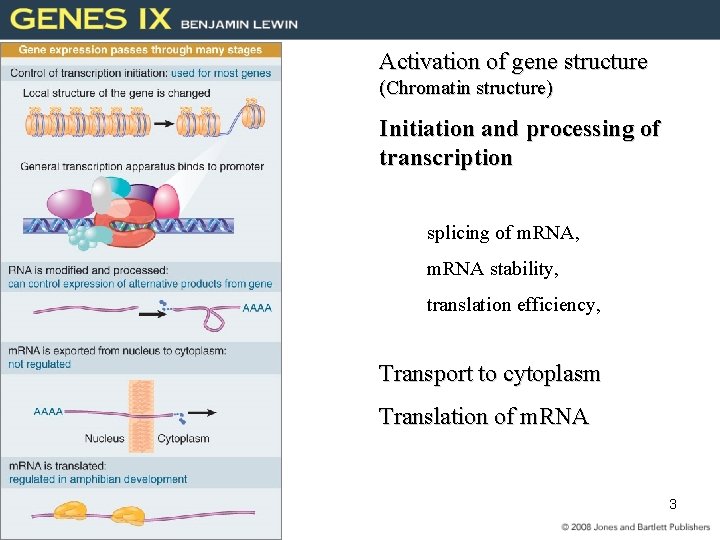 Activation of gene structure (Chromatin structure) Initiation and processing of transcription splicing of m.