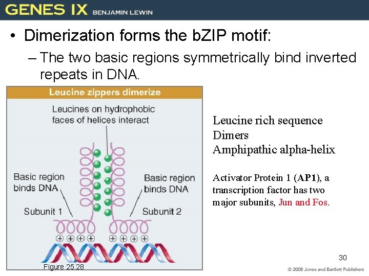  • Dimerization forms the b. ZIP motif: – The two basic regions symmetrically