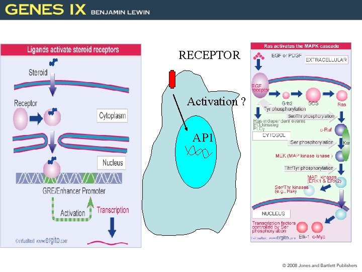 RECEPTOR Activation ? AP 1 