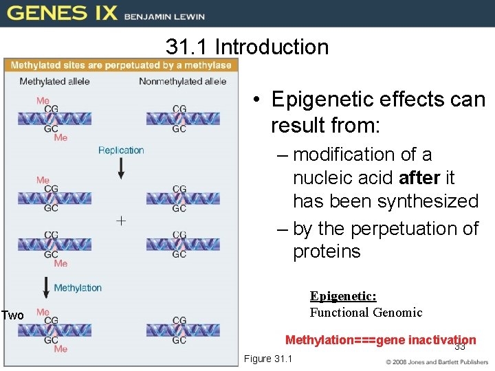 31. 1 Introduction • Epigenetic effects can result from: – modification of a nucleic