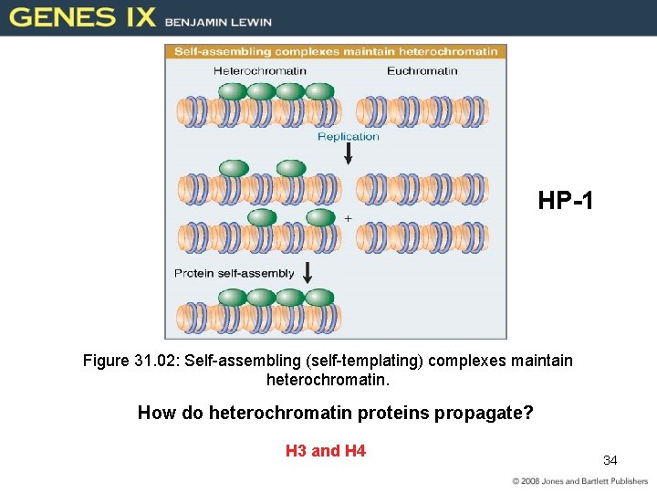 HP-1 Figure 31. 02: Self-assembling (self-templating) complexes maintain heterochromatin. How do heterochromatin proteins propagate?