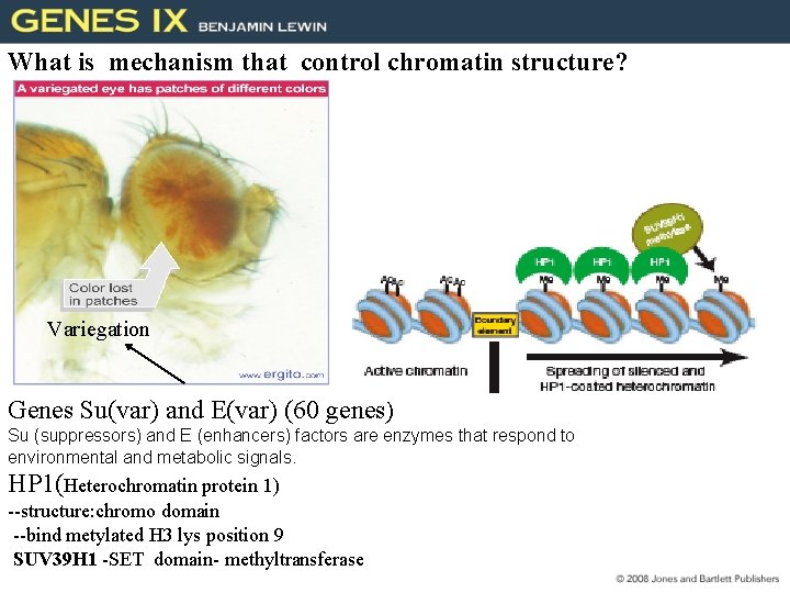 What is mechanism that control chromatin structure? Variegation Genes Su(var) and E(var) (60 genes)