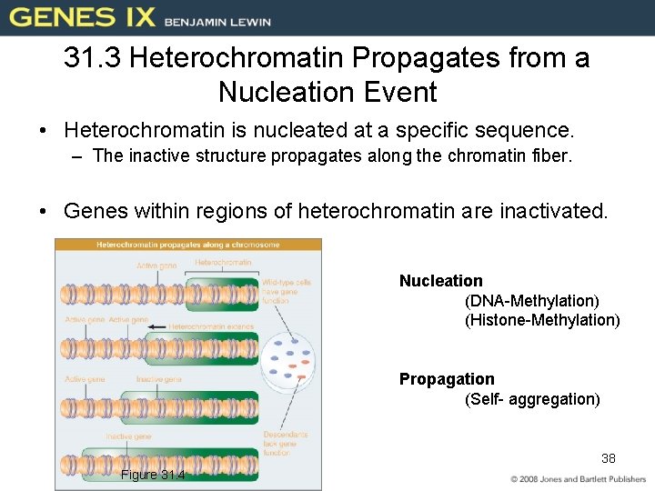 31. 3 Heterochromatin Propagates from a Nucleation Event • Heterochromatin is nucleated at a