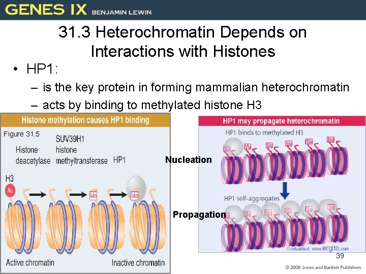 31. 3 Heterochromatin Depends on Interactions with Histones • HP 1: – is the