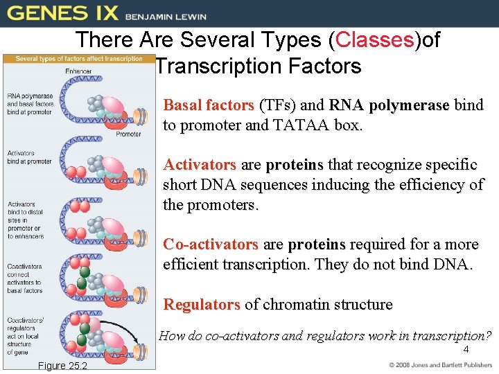 There Are Several Types (Classes)of Transcription Factors Basal factors (TFs) and RNA polymerase bind