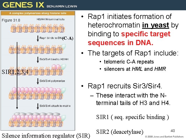 Figure 31. 8 (C-A) • Rap 1 initiates formation of heterochromatin in yeast by