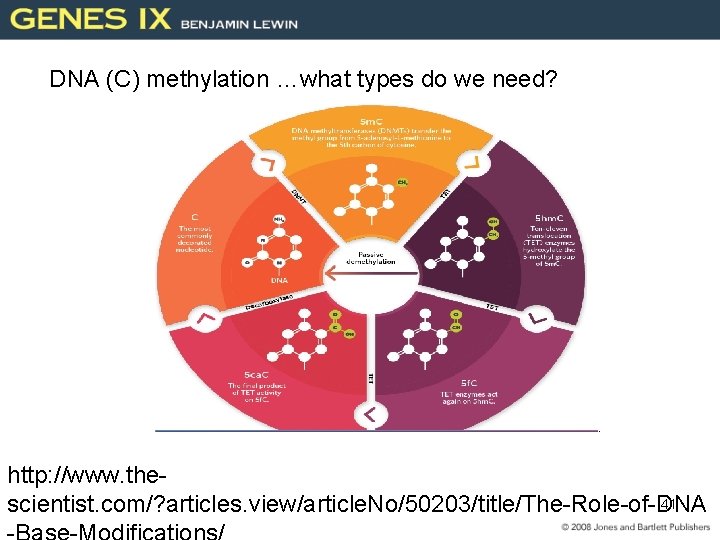 DNA (C) methylation …what types do we need? http: //www. the 41 scientist. com/?