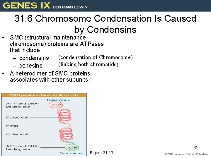 31. 6 Chromosome Condensation Is Caused by Condensins • SMC (structural maintenance chromosome) proteins