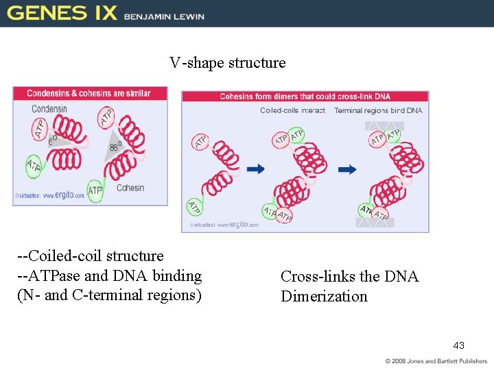 V-shape structure --Coiled-coil structure --ATPase and DNA binding (N- and C-terminal regions) Cross-links the