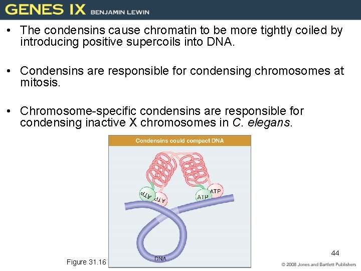  • The condensins cause chromatin to be more tightly coiled by introducing positive