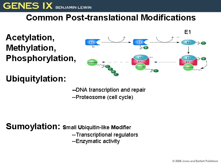 Common Post-translational Modifications Acetylation, Methylation, Phosphorylation, Ubiquitylation: --DNA transcription and repair --Proteosome (cell cycle)