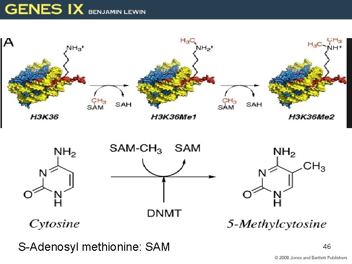 S-Adenosyl methionine: SAM 46 