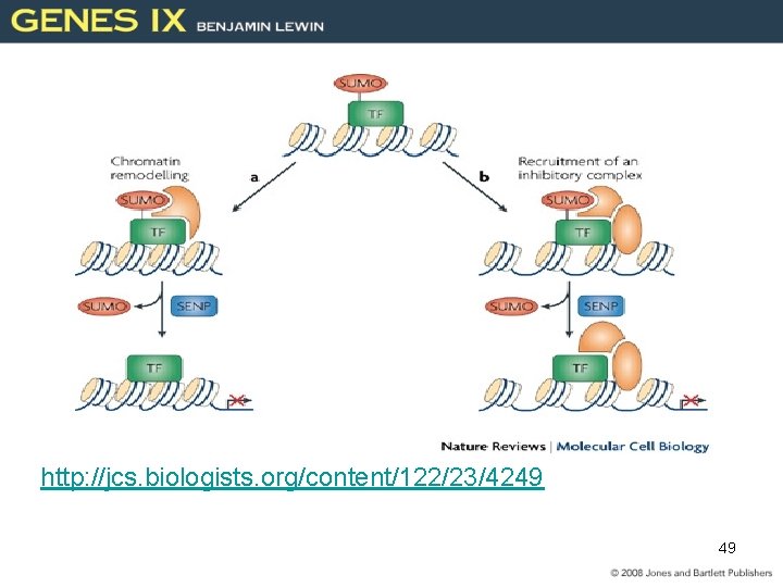 http: //jcs. biologists. org/content/122/23/4249 49 