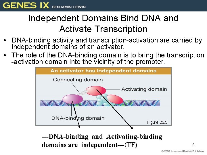 Independent Domains Bind DNA and Activate Transcription • DNA-binding activity and transcription-activation are carried