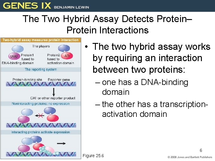 The Two Hybrid Assay Detects Protein– Protein Interactions • The two hybrid assay works