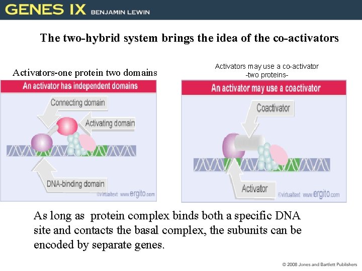 The two-hybrid system brings the idea of the co-activators Activators-one protein two domains Activators