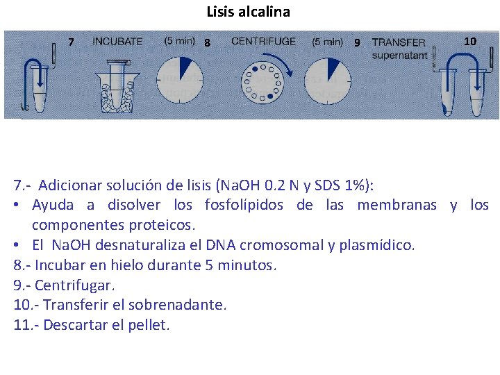 Lisis alcalina 7 8 9 10 7. - Adicionar solución de lisis (Na. OH