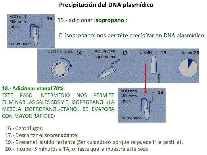 Precipitación del DNA plasmídico 15 15. - adicionar Isopropanol: El isopropanol nos permite precipitar