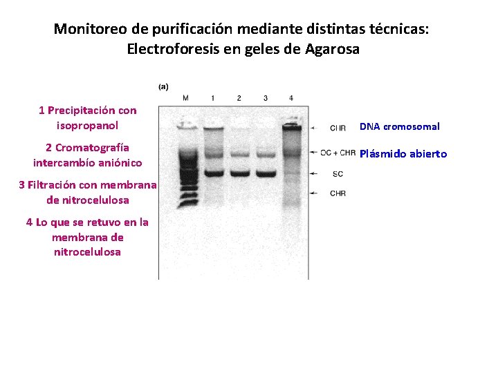 Monitoreo de purificación mediante distintas técnicas: Electroforesis en geles de Agarosa 1 Precipitación con