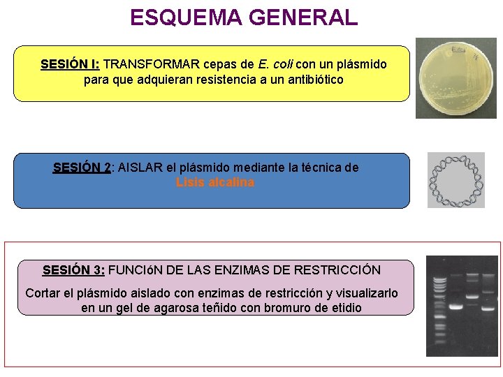 ESQUEMA GENERAL SESIÓN I: TRANSFORMAR cepas de E. coli con un plásmido para que