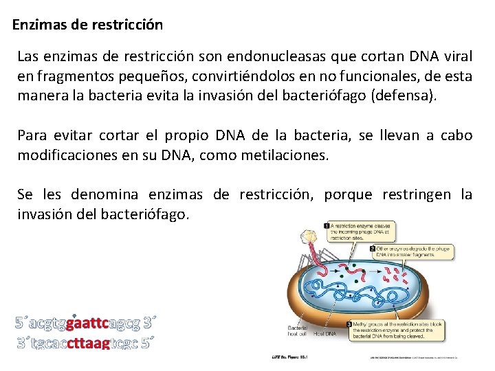 Enzimas de restricción Las enzimas de restricción son endonucleasas que cortan DNA viral en