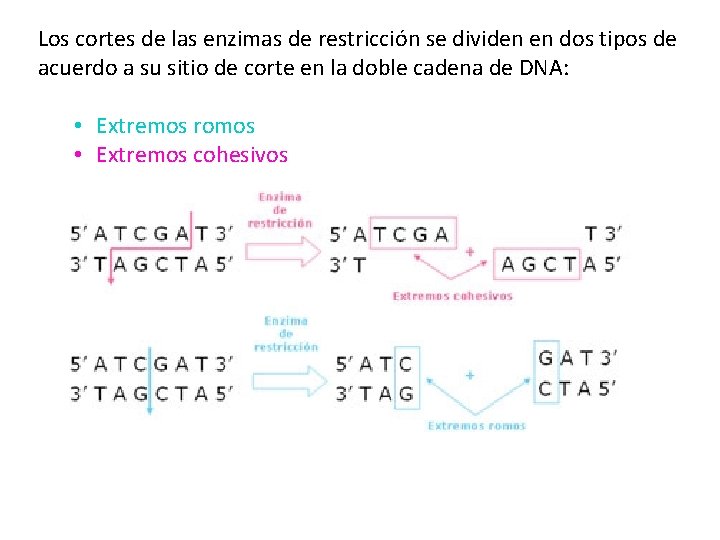 Los cortes de las enzimas de restricción se dividen en dos tipos de acuerdo