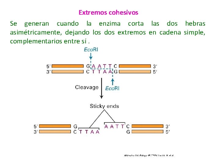 Extremos cohesivos Se generan cuando la enzima corta las dos hebras asimétricamente, dejando los