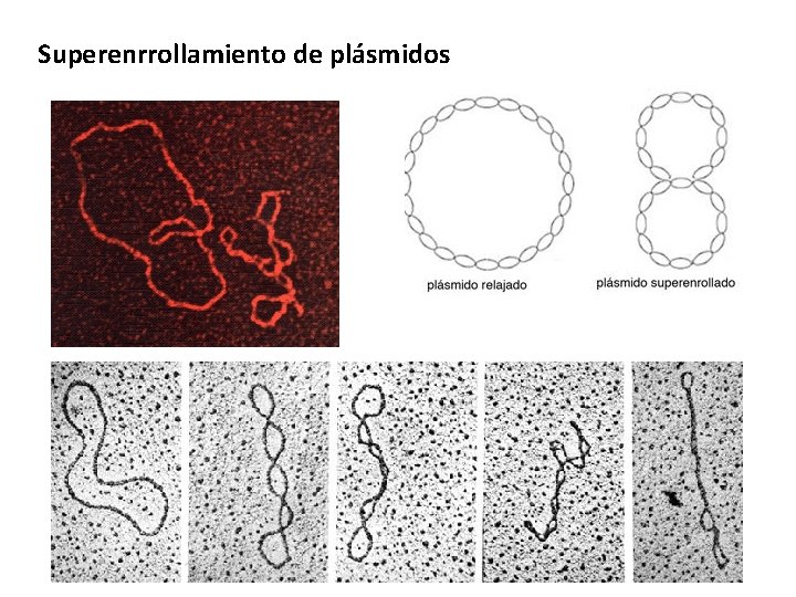 Superenrrollamiento de plásmidos 