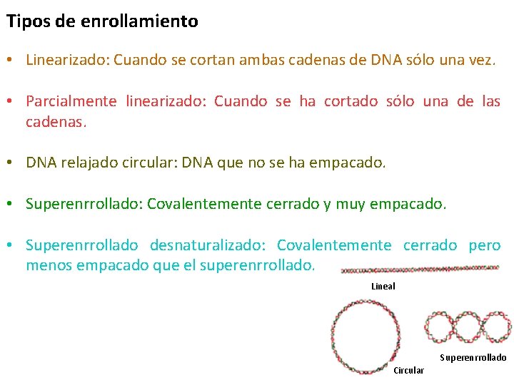 Tipos de enrollamiento • Linearizado: Cuando se cortan ambas cadenas de DNA sólo una