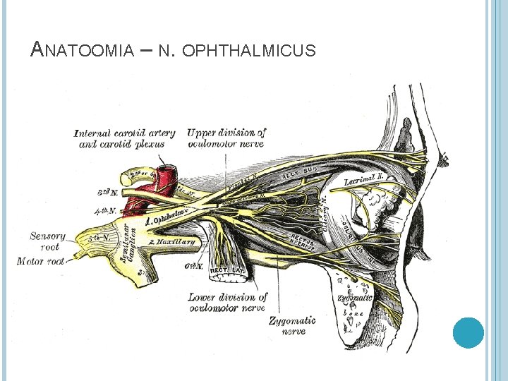 ANATOOMIA – N. OPHTHALMICUS ANATOOMIA – N. OPHTHALMICUS