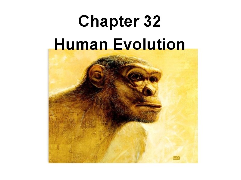 Chapter 32 Human Evolution 