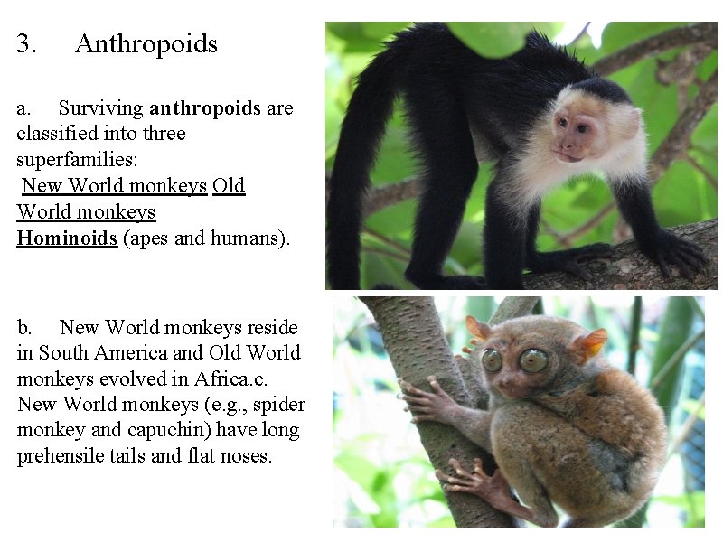 3. Anthropoids a. Surviving anthropoids are classified into three superfamilies: New World monkeys Old