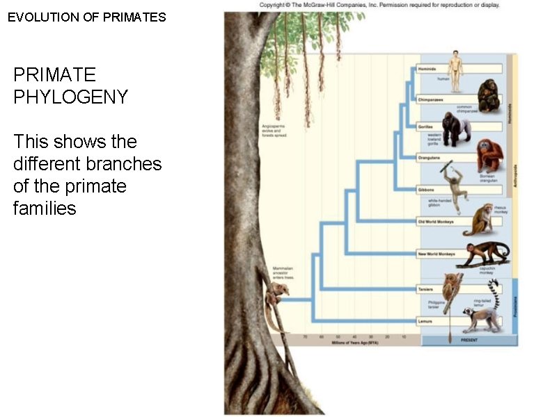 EVOLUTION OF PRIMATES PRIMATE PHYLOGENY This shows the different branches of the primate families