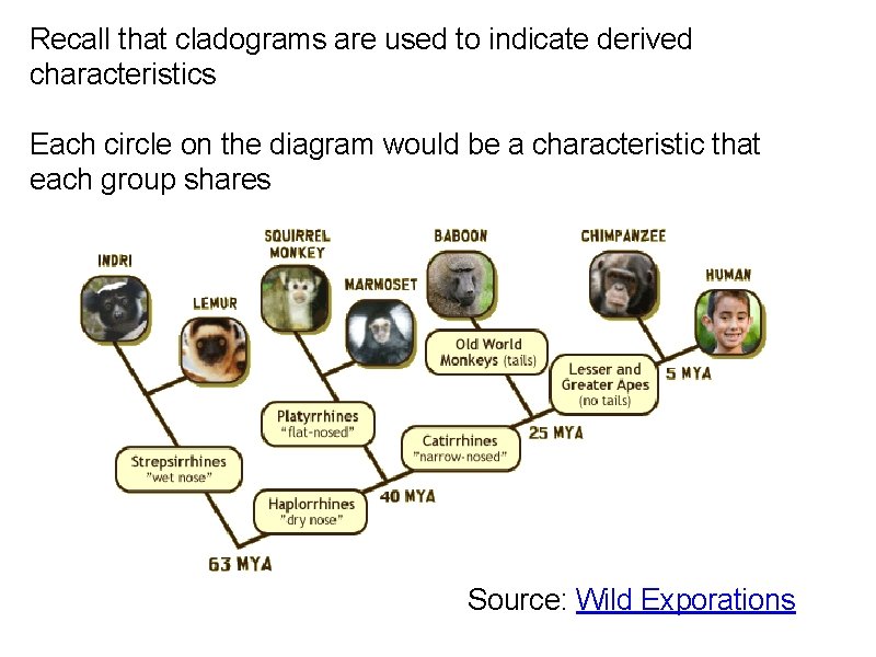 Recall that cladograms are used to indicate derived characteristics Each circle on the diagram
