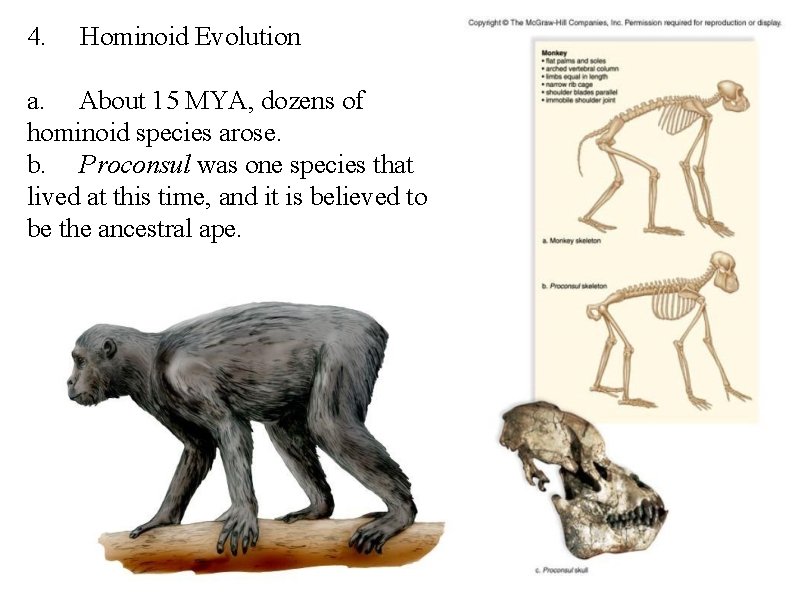4. Hominoid Evolution a. About 15 MYA, dozens of hominoid species arose. b. Proconsul